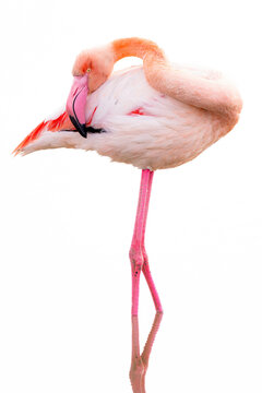 Elegant Flamingo Isolated on White Background