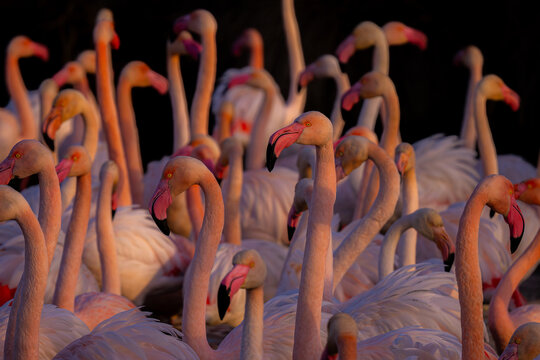 Flock of Flamingos Gathering in Dim Light