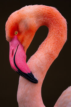 Close-up of Pink Flamingo with Detailed Feathers