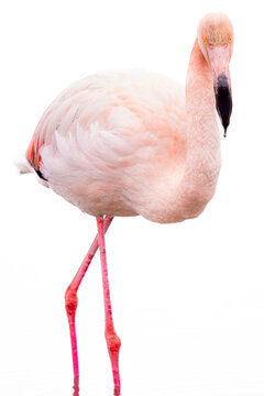 Elegant pink flamingo standing isolated on white