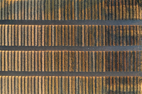 From above aerial view of a field showcasing geometric precision in the arrangement of crop rows, resembling an organic barcode
