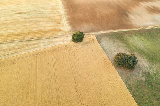 Aerial shot of diverse crop fields segmented by a road, with two trees standing alone, showcasing the contrast between cultivated land and nature