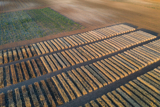 Aerial view of a farmland with alternating strips of harvested crops and green vegetation, creating a natural patchwork effect