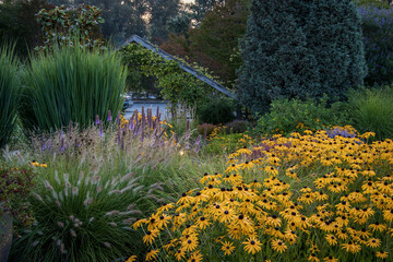 Black-eyed Susans and ornamental grasses at the Center for Urban Horticulture at the University of Washington