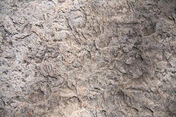 limestone slab with shell marks. Shell rock texture. Natural stone background