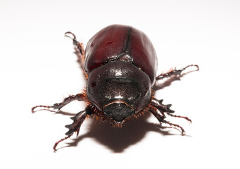 European rhinoceros beetle (Oryctes nasicornis) is a large flying beetle belonging to the subfamily...