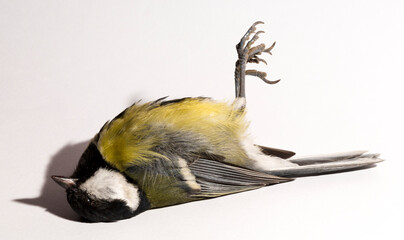 Great tit (Parus major) is a passerine bird in the tit family Paridae. A dead bird on a white background.