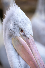 Close up portrait of a white feathered Dalmatian pelican with a funny sneaky look