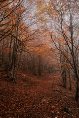 Fototapeta premium autumn in the woods