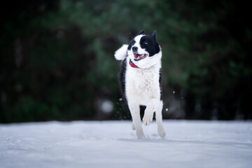 Pies rasy Łajka rosyjsko-syberyjska biegnie po śniegu - obrazy, fototapety, plakaty