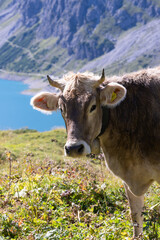 Portrait einer freundlichen Alm Kuh