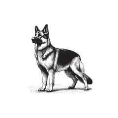 Hand Drawn Black & White illustration of a German Shepherd
