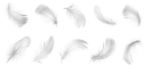 Light feathers isolated on white, collection. Plumage