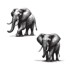 Hand Drawn Black & White Illustration of Elephants