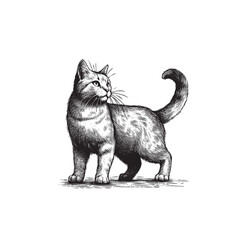 Hand Drawn Black & White Cat Illustration