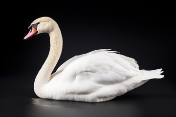 White swan isolated on black background