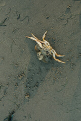 dead crab on sandy Pacific Northwest beach