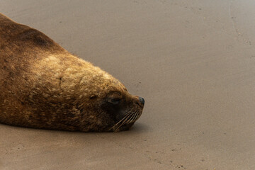 Sea lion resting on the beach.