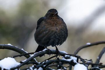 blackbird