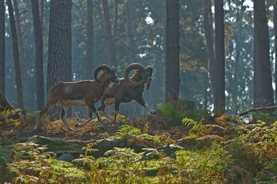 Mouflon (Ovis gmelini), Haltern, North Rhine-Westphalia, Germany, Captive, Europe