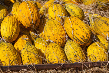 Zuckermelonen (Cucurbitaceae), Türkei
