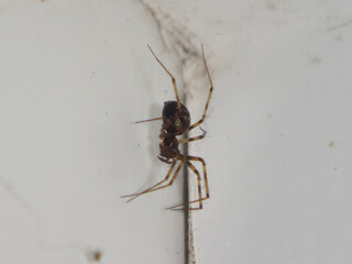Household fine sheet weaver spider (Lepthyphantes leprosus), female in a corner of a windowsill