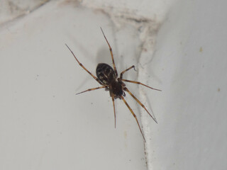 Household fine sheet weaver spider (Lepthyphantes leprosus), female in a corner of a windowsill 

