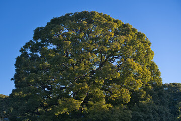Tokyo, Japan - January 16, 2024: A big camphor tree or Kusunoki in Tokyo, Japan