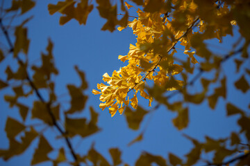 Gingko