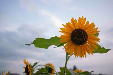日暮れのひまわり