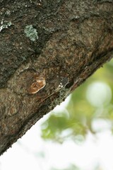 羽化したばかりのミンミンゼミ