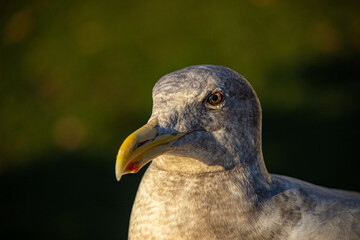 close up of a seagull