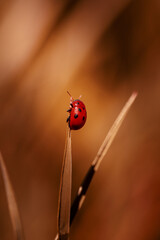 Red ladybug on the grass
