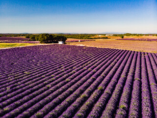 Obraz premium Aerial view. Field with rows of blooming lavender. Provence in France.