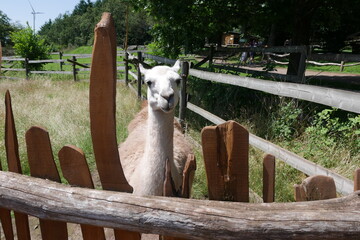 Alpaka im Wildpark
