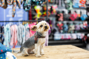 Little cute Yorkshire terrier sitting on table in pet shop against background of colorful shelves...
