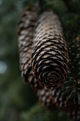 Spruce Cone