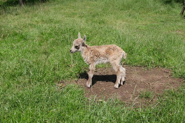 Junges Lämmchen auf Wiese