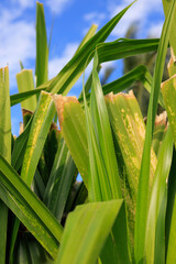 Close up of plant in field with blue sky background