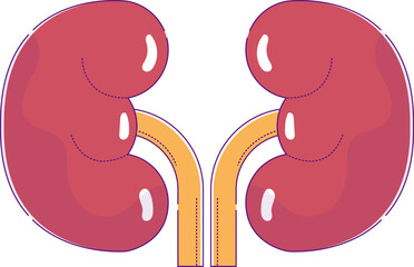 Flat design human kidneys anatomy diagram. Medical illustration of human urinary system organs. Educational biology vector illustration.