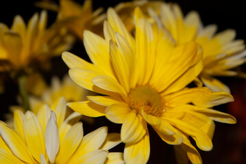 Yellow Flowers 2