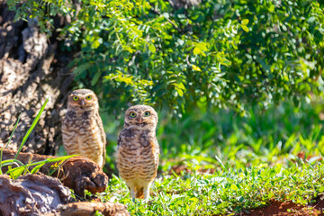 burrowing owls, endemic, athene noctua, birds, pair, owl, animal, bird, wildlife, burrowing, brown, nature, feathers, beak, wild, predator, athene, burrow, cute, small, natural, beautiful, eyes, yello