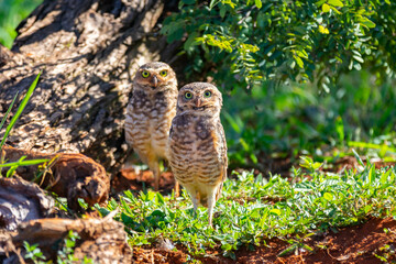 burrowing owls, endemic, athene noctua, birds, pair, owl, animal, bird, wildlife, burrowing, brown, nature, feathers, beak, wild, predator, athene, burrow, cute, small, natural, beautiful, eyes, yello