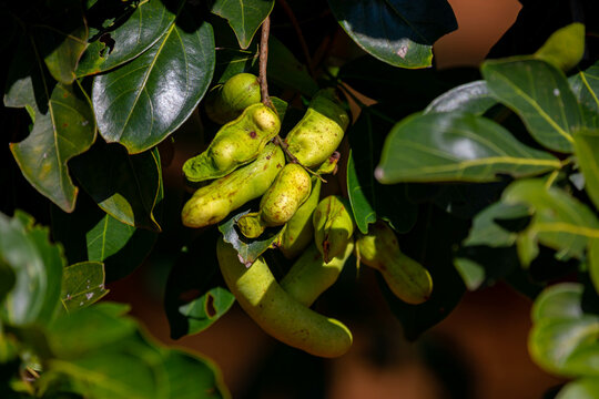 Ripe Inga laurina is a endemic tree of the Fabaceae family native to Brazil, known by the popular names: ing&aacute;-mirim, ing&aacute;-feij&atilde;o, ing&aacute;-lagarta, ing&aacute;-pequeno, ing&aacute;-branco,