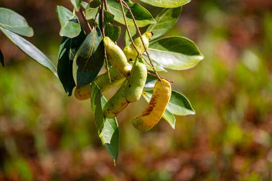Ripe Inga laurina is a endemic tree of the Fabaceae family native to Brazil, known by the popular names: ingá-mirim, ingá-feijão, ingá-lagarta, ingá-pequeno, ingá-branco,