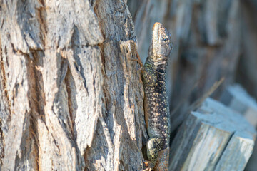 Small brown lizard camouflaged on the trunk of a dry tree in the cerrado biome