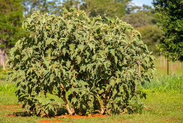 Fototapeta na wymiar Rare wolf plant that produces fruit appreciated by the maned wolf in the cerrado biome