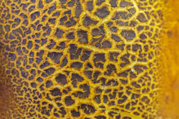 Wild mushrooms, scientific identification not located, which only grow under the genipap tree (Genipa americana). It's probably a poisonous mushroom.