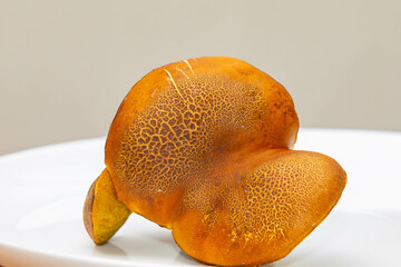 Wild mushrooms, scientific identification not located, which only grow under the genipap tree (Genipa americana). It's probably a poisonous mushroom.