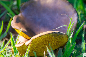 Wild mushrooms, scientific identification not located, which only grow under the genipap tree (Genipa americana). It's probably a poisonous mushroom.